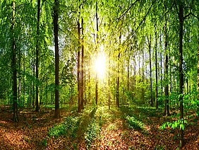 Foto Sonniger Wald